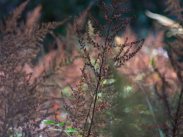 Bois des moutiers fall 2012 (10)